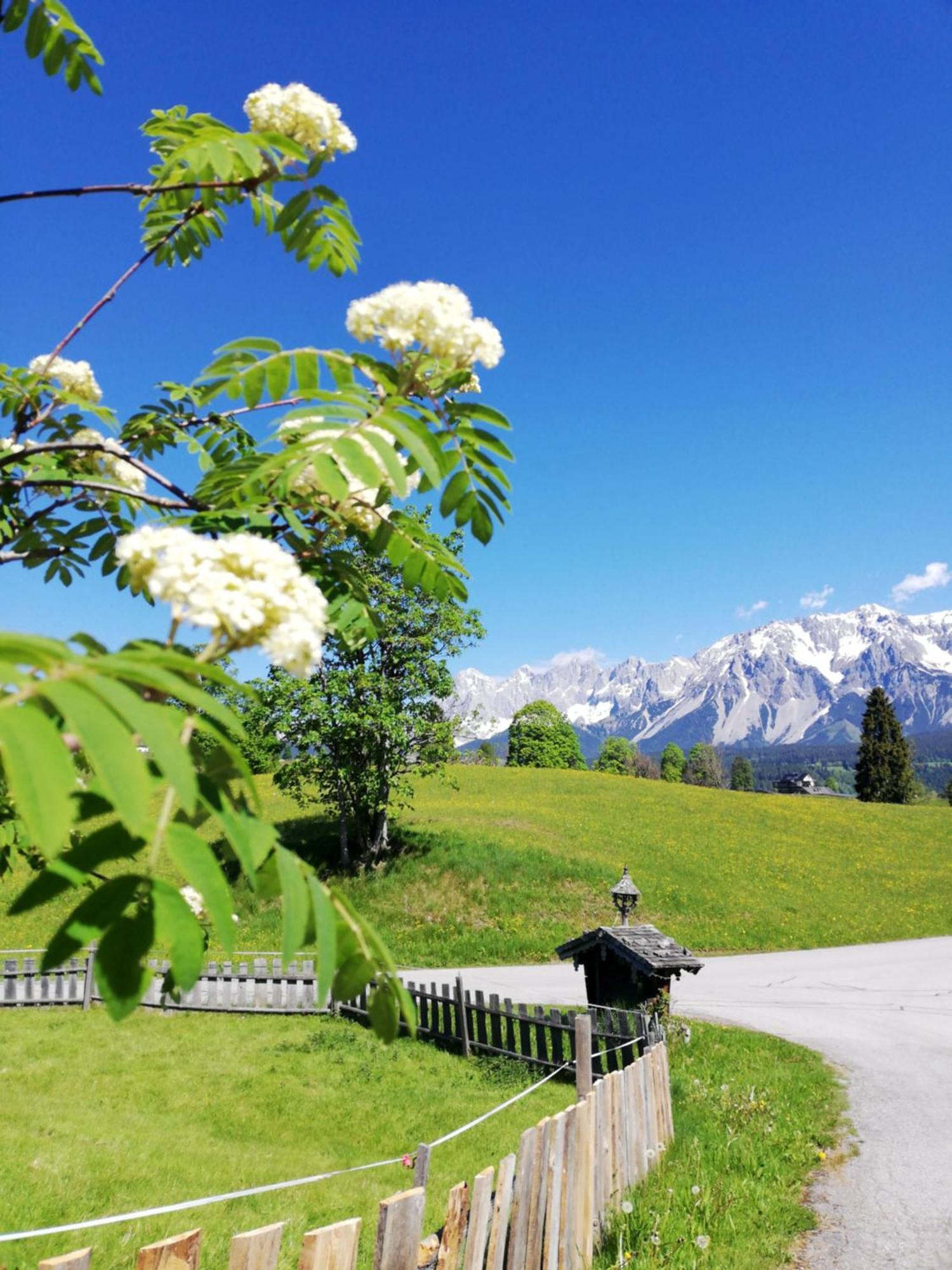 Pension Stammerhof Schladming Exteriör bild