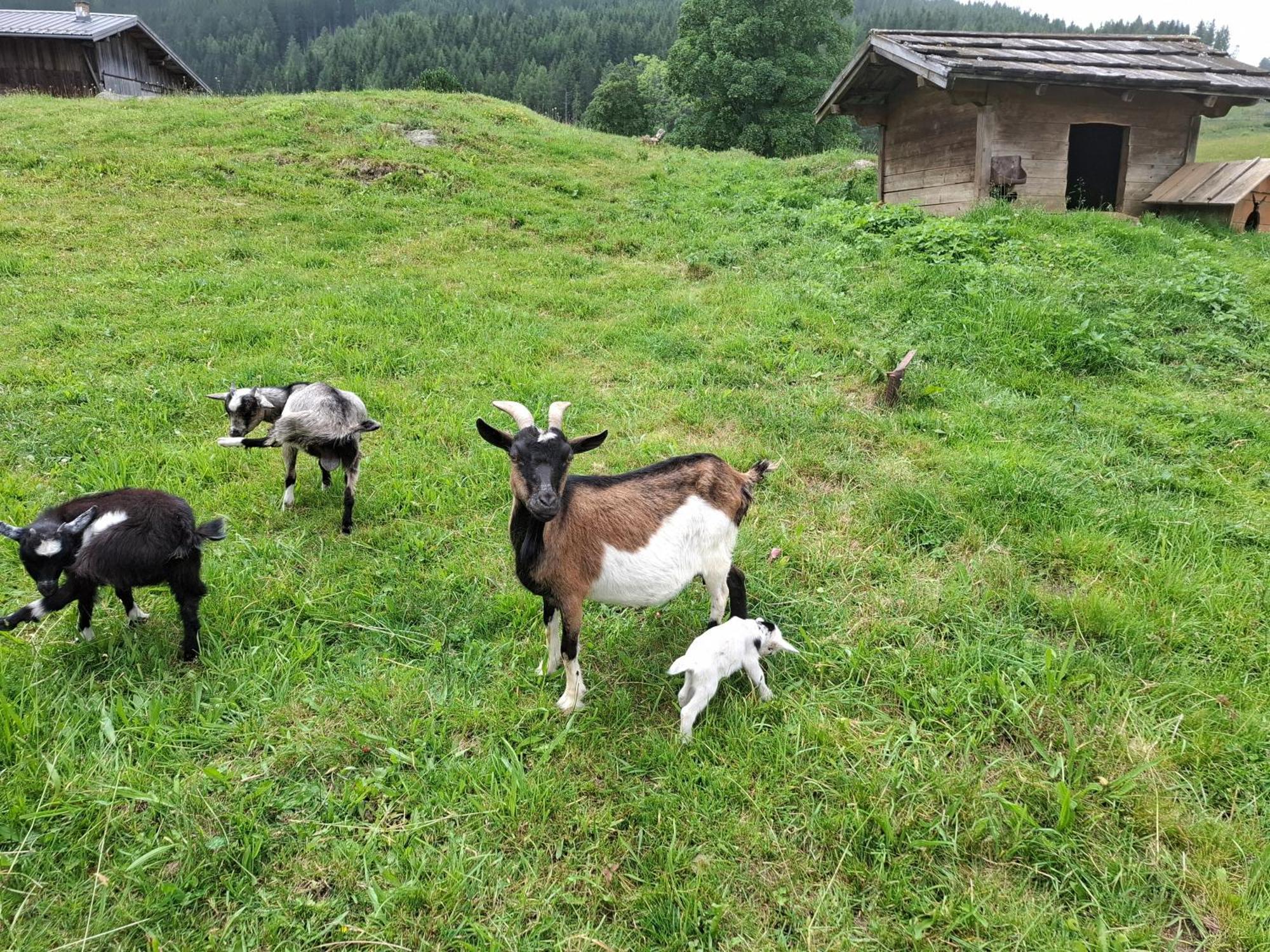 Pension Stammerhof Schladming Exteriör bild