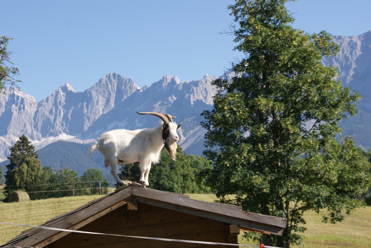 Pension Stammerhof Schladming Exteriör bild